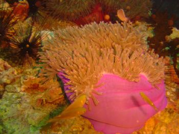 taken in thailand on koh tao, with a sony p-8 digital camera by Richard Daniels 